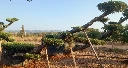 OPM80T - Olea Europaea Pompón Tumbado Malla Metálica
