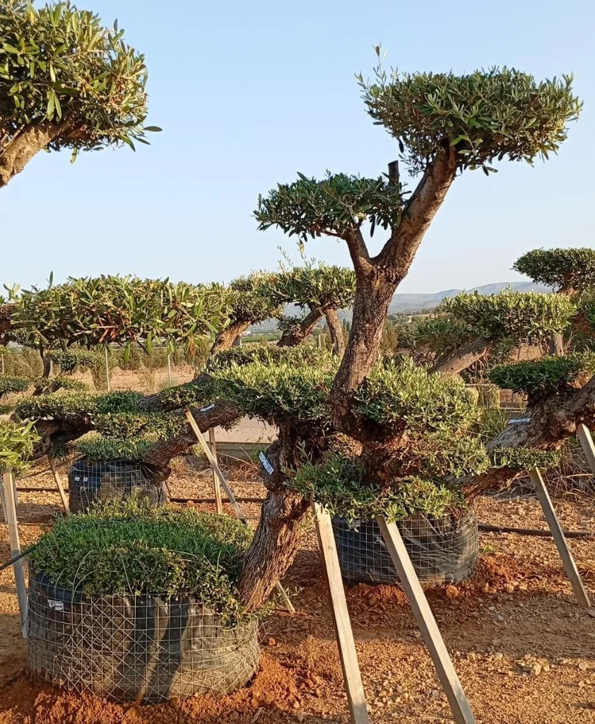 OPM80T - Olea Europaea Pompón Tumbado Malla Metálica