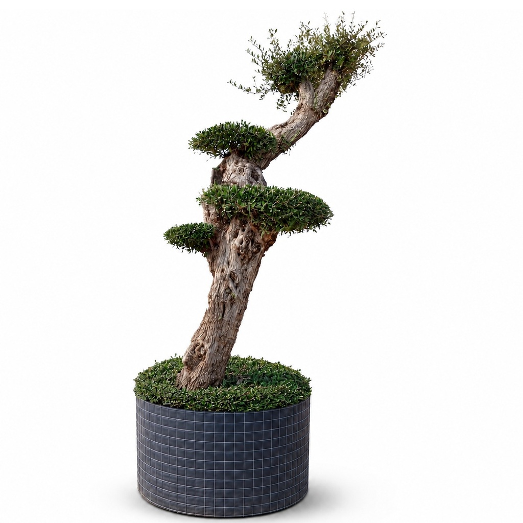 OPMAR01 - Olea Europaea Pompón Ejemplar Alto Malla Metálica (GENERICO [OPMAR01])