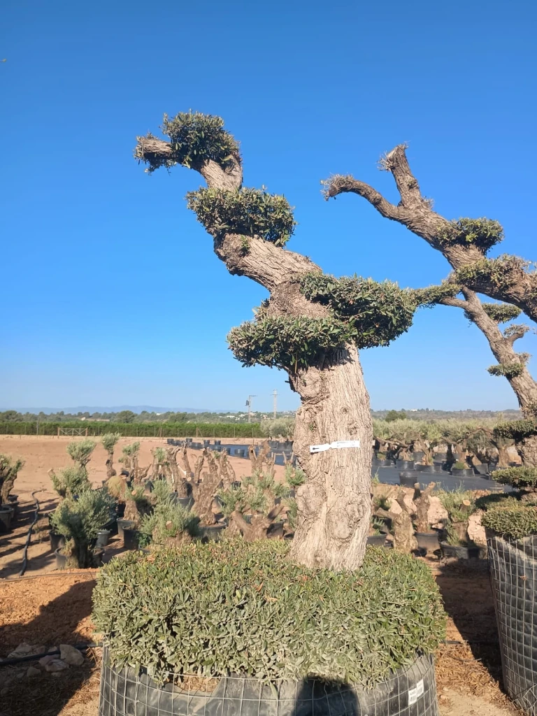 OPMAR01 - Olea Europaea Pompón Ejemplar Alto Malla Metálica