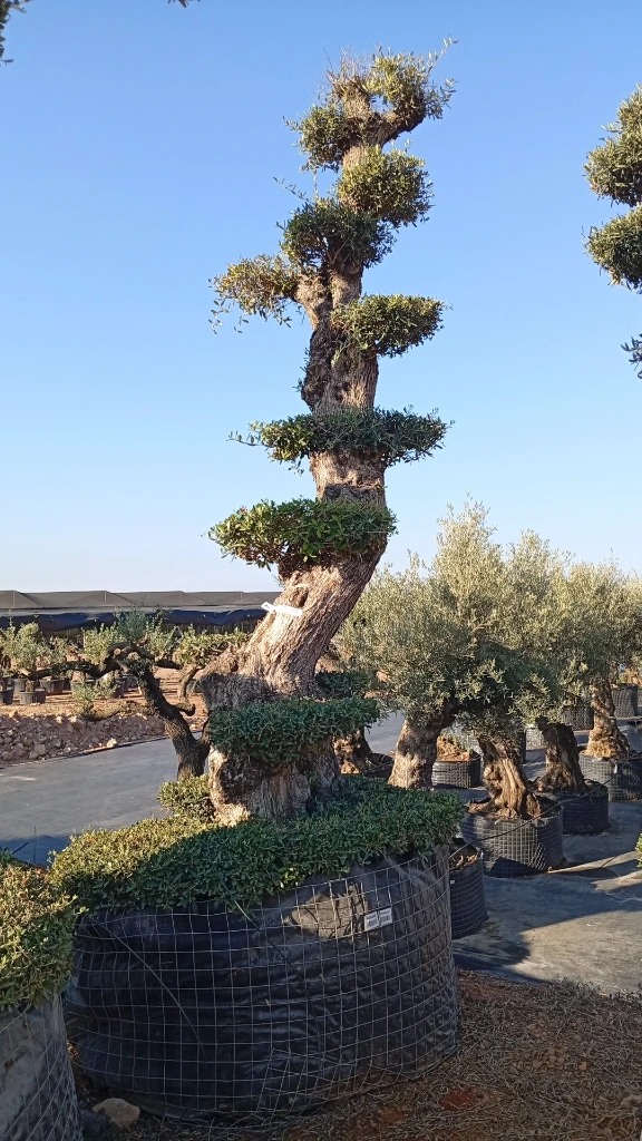 OPMAR02 - Olea Europaea Pompón Ejemplar Alto Malla Metálica