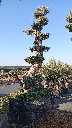OPMAR02 - Olea Europaea Pompón Ejemplar Alto Malla Metálica