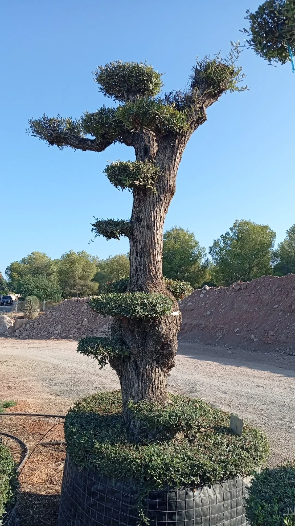 OPMAR02 - Olea Europaea Pompón Ejemplar Alto Malla Metálica