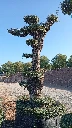 OPMAR02 - Olea Europaea Pompón Ejemplar Alto Malla Metálica