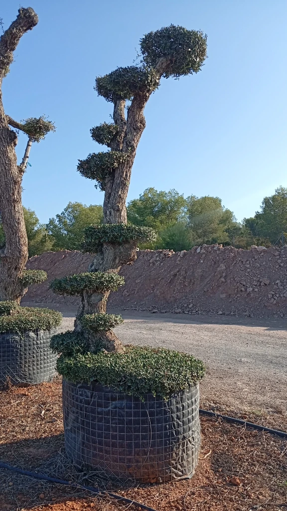 OPMAR02 - Olea Europaea Pompón Ejemplar Alto Malla Metálica