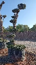 OPMAR02 - Olea Europaea Pompón Ejemplar Alto Malla Metálica