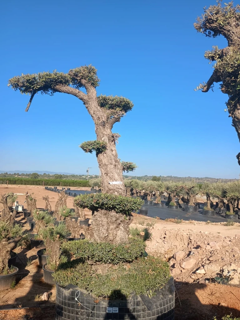 OPMAR02 - Olea Europaea Pompón Ejemplar Alto Malla Metálica