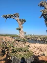 OPMAR02 - Olea Europaea Pompón Ejemplar Alto Malla Metálica