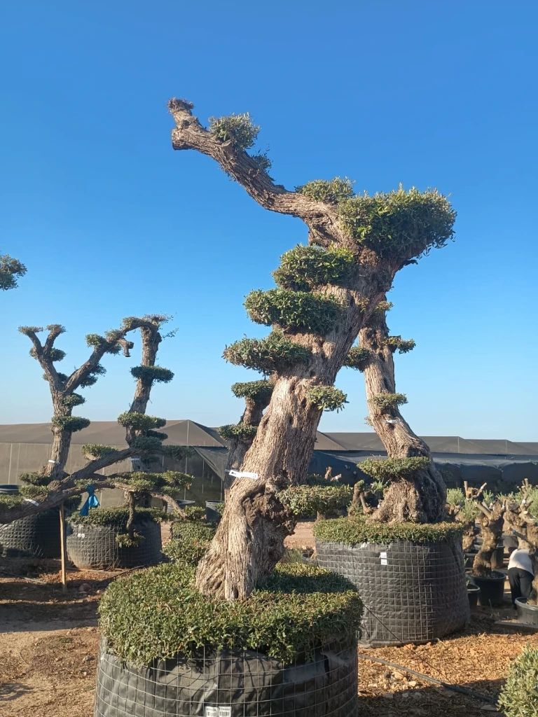 OPMAR02 - Olea Europaea Pompón Ejemplar Alto Malla Metálica