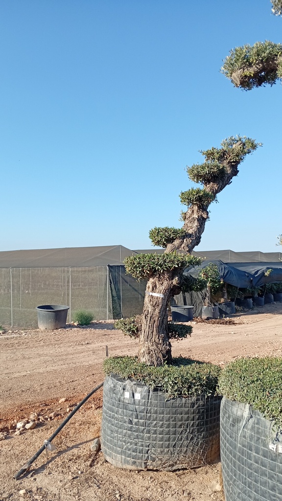 OPMAR02 - Olea Europaea Pompón Ejemplar Alto Malla Metálica