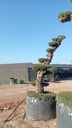 OPMAR02 - Olea Europaea Pompón Ejemplar Alto Malla Metálica