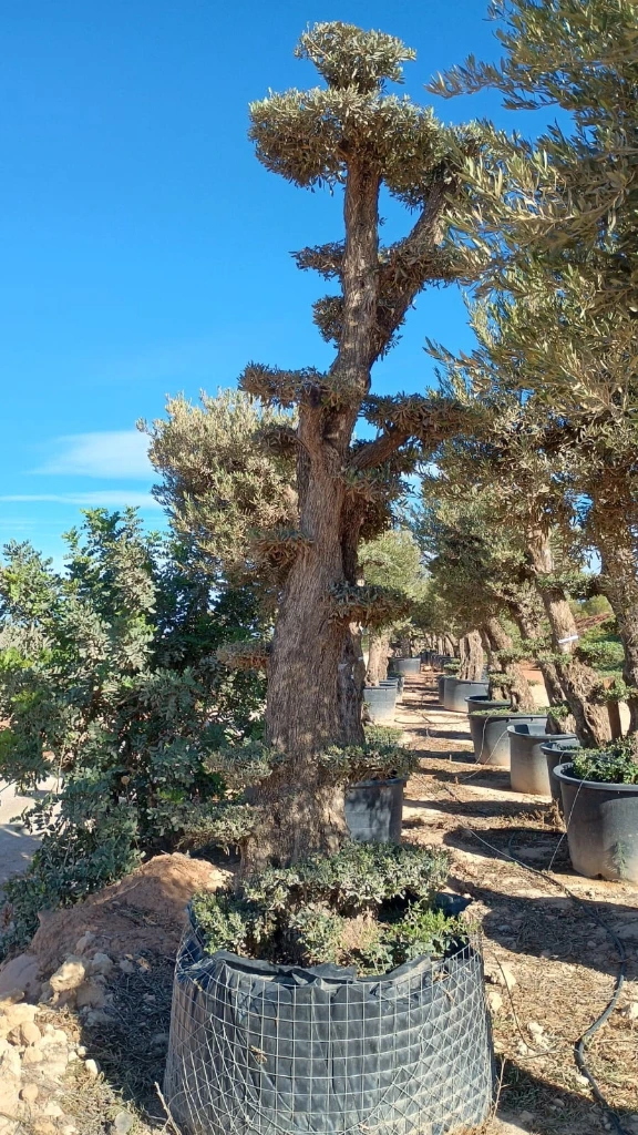 OPMAR02 - Olea Europaea Pompón Ejemplar Alto Malla Metálica