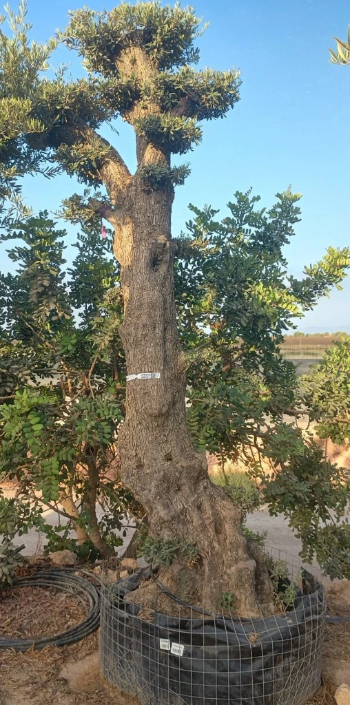 OPMAR02 - Olea Europaea Pompón Ejemplar Alto Malla Metálica