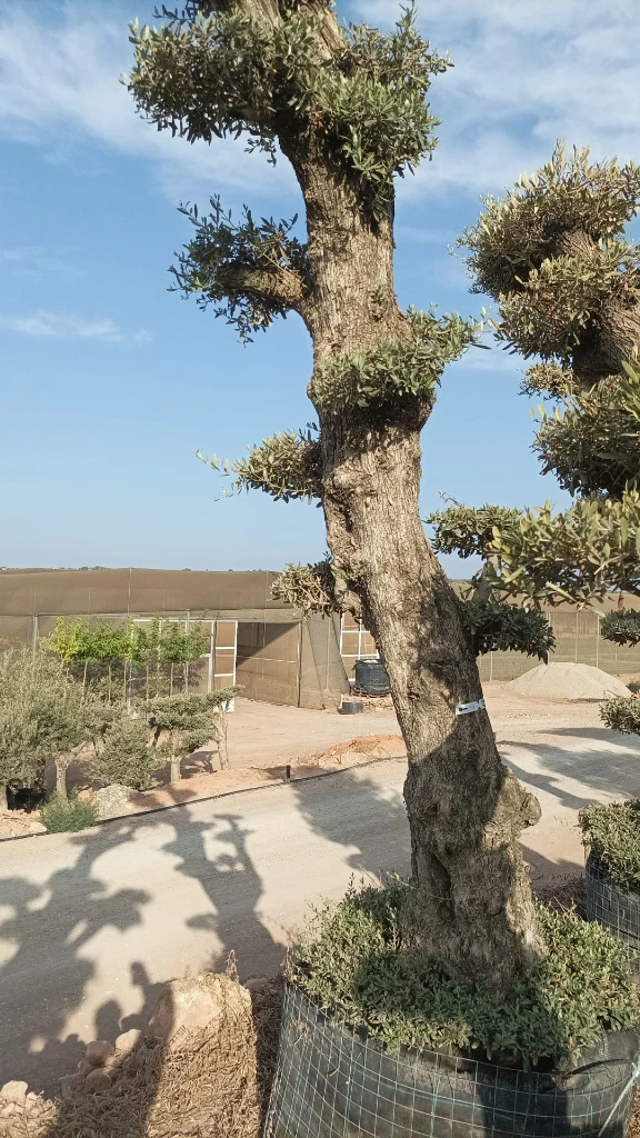 OPMAR02 - Olea Europaea Pompón Ejemplar Alto Malla Metálica