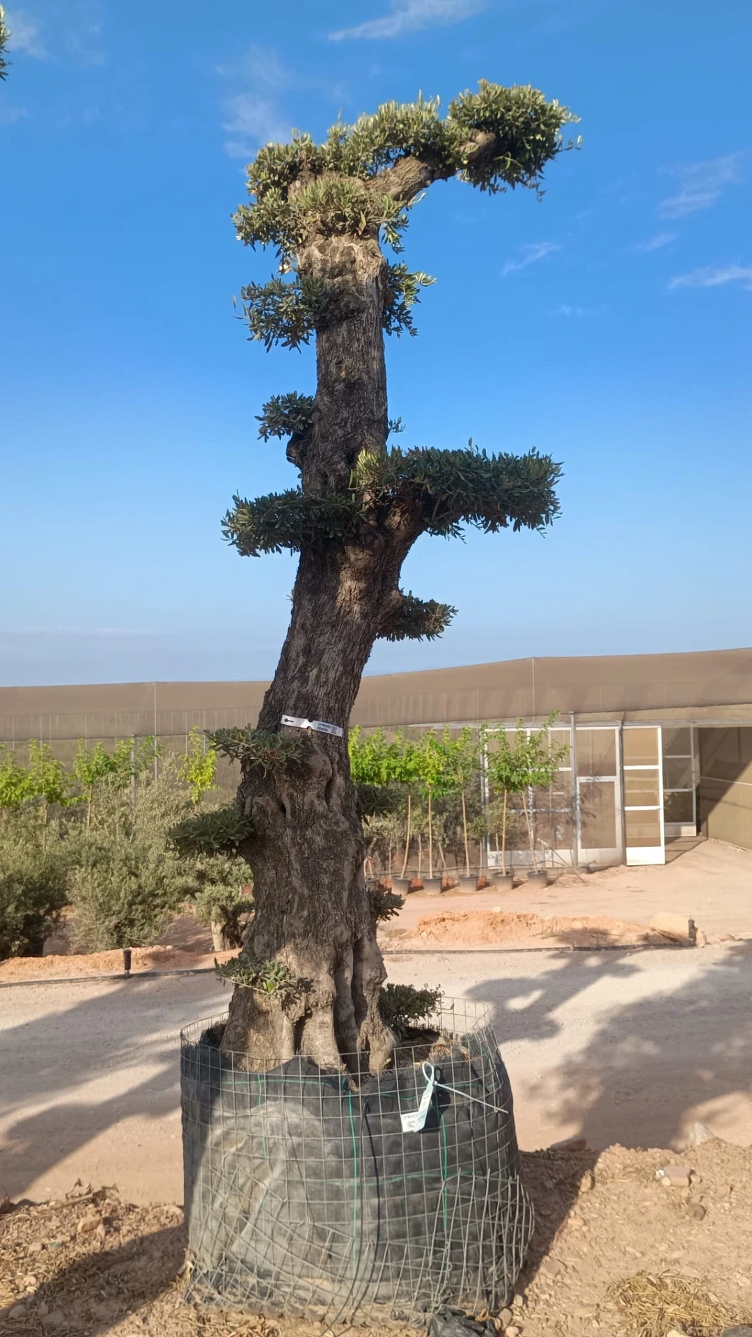OPMAR02 - Olea Europaea Pompón Ejemplar Alto Malla Metálica