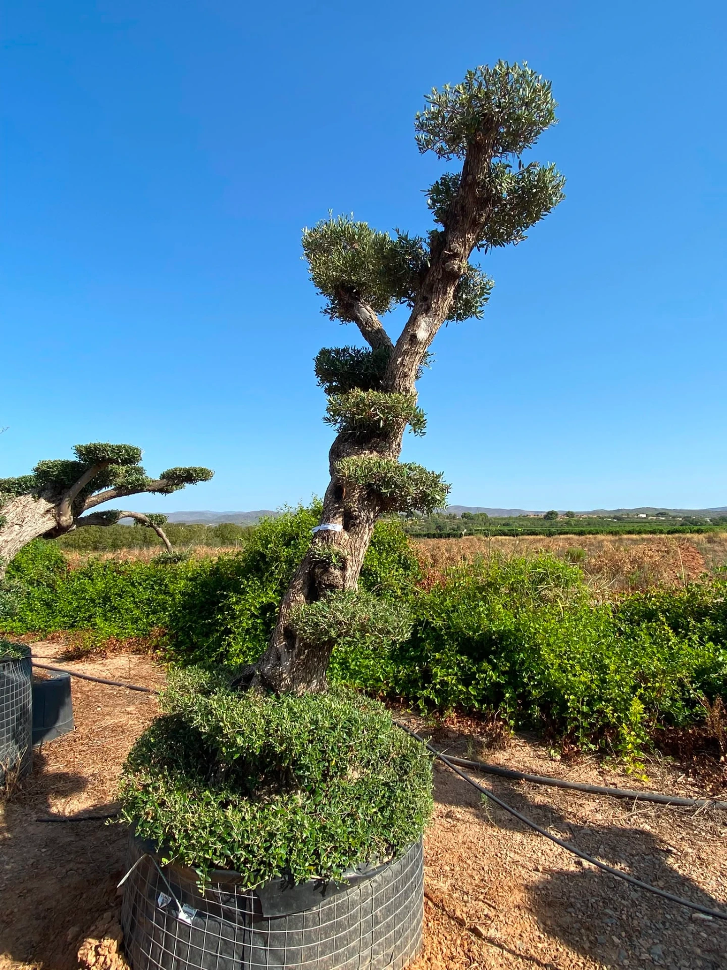 OPMAR02 - Olea Europaea Pompón Ejemplar Alto Malla Metálica