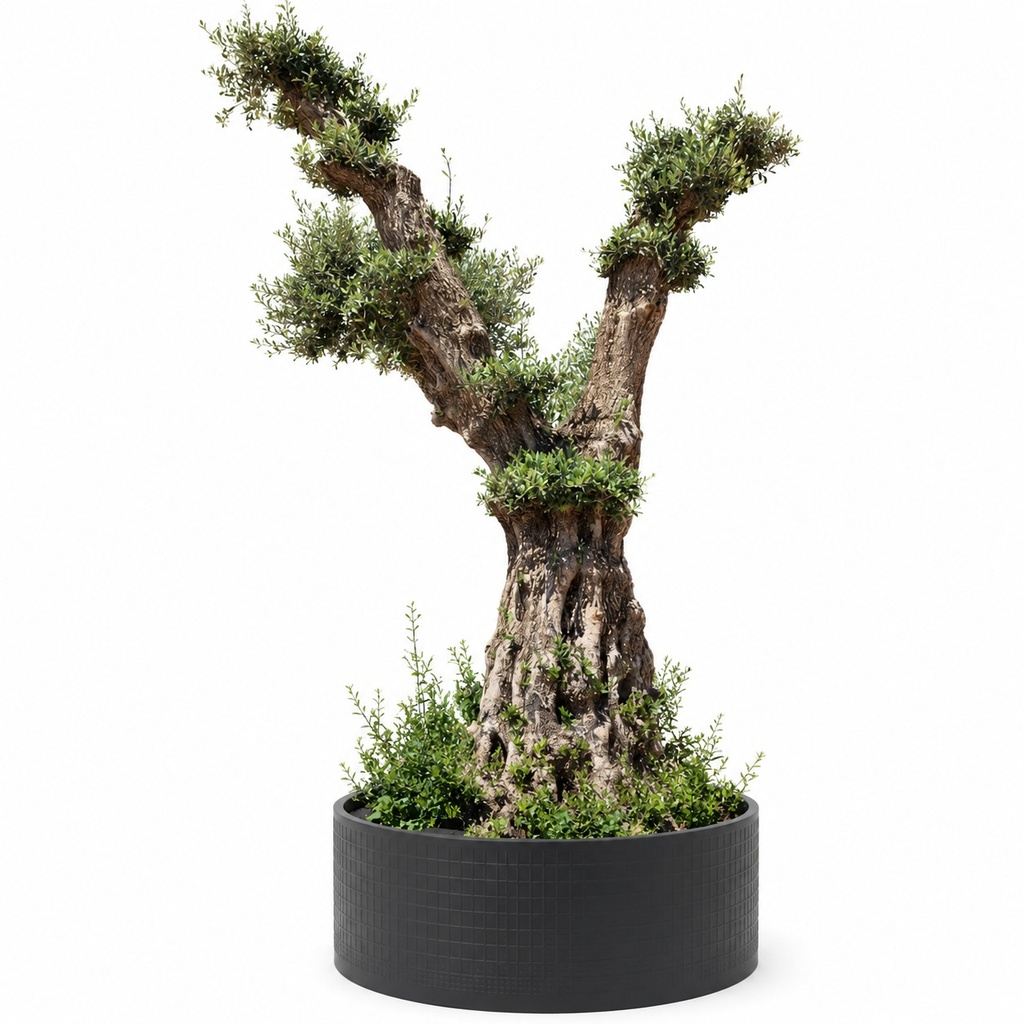 OPMAR03 - Olea Europaea Pompón Ejemplar Alto Malla Metálica