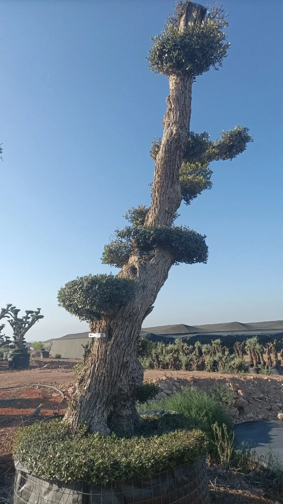 OPMAR03 - Olea Europaea Pompón Ejemplar Alto Malla Metálica