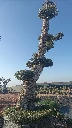 OPMAR03 - Olea Europaea Pompón Ejemplar Alto Malla Metálica