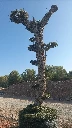 OPMAR03 - Olea Europaea Pompón Ejemplar Alto Malla Metálica