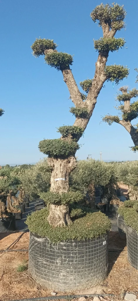 OPMAR03 - Olea Europaea Pompón Ejemplar Alto Malla Metálica