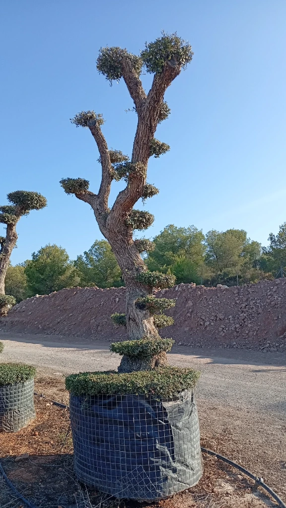 OPMAR03 - Olea Europaea Pompón Ejemplar Alto Malla Metálica