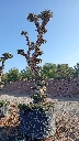 OPMAR03 - Olea Europaea Pompón Ejemplar Alto Malla Metálica