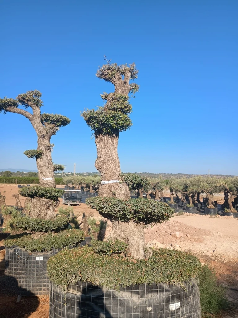 OPMAR03 - Olea Europaea Pompón Ejemplar Alto Malla Metálica