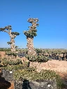 OPMAR03 - Olea Europaea Pompón Ejemplar Alto Malla Metálica