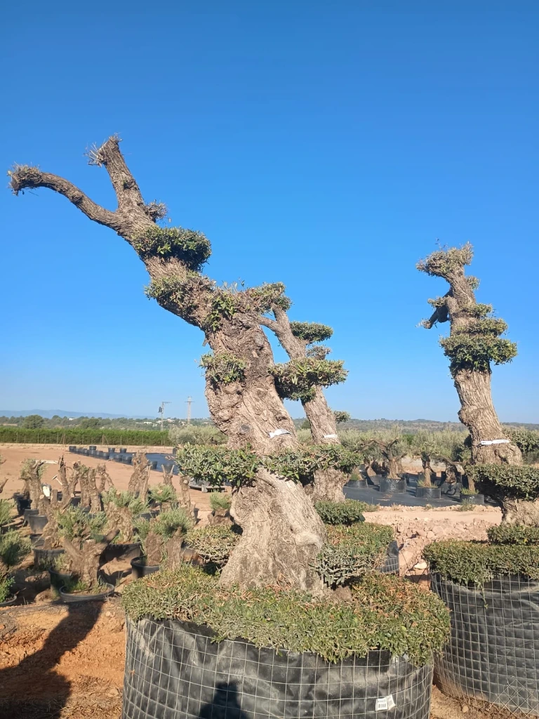 OPMAR03 - Olea Europaea Pompón Ejemplar Alto Malla Metálica