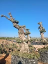 OPMAR03 - Olea Europaea Pompón Ejemplar Alto Malla Metálica