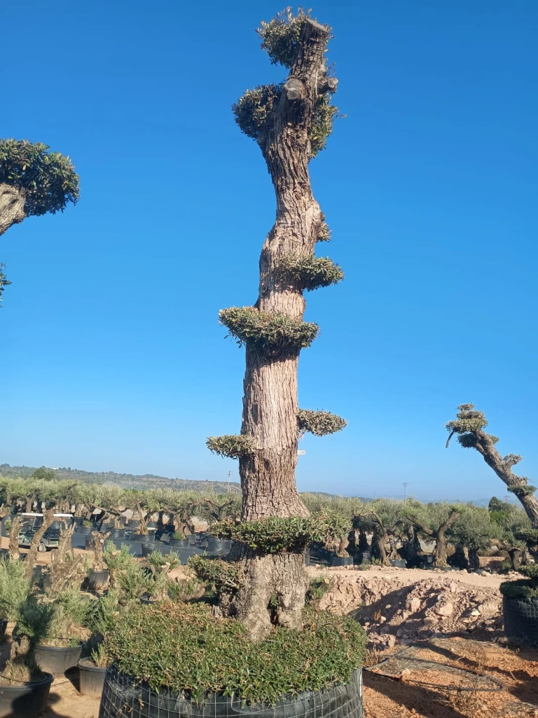 OPMAR03 - Olea Europaea Pompón Ejemplar Alto Malla Metálica