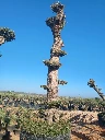 OPMAR03 - Olea Europaea Pompón Ejemplar Alto Malla Metálica