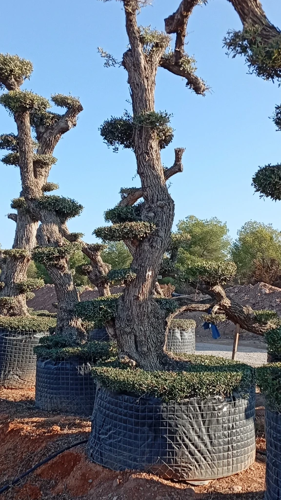 OPMAR03 - Olea Europaea Pompón Ejemplar Alto Malla Metálica