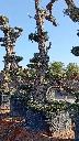 OPMAR03 - Olea Europaea Pompón Ejemplar Alto Malla Metálica