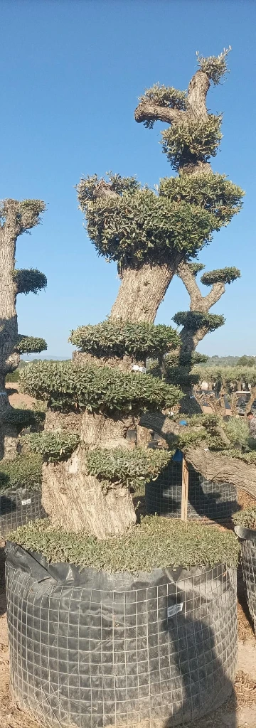 OPMAR03 - Olea Europaea Pompón Ejemplar Alto Malla Metálica