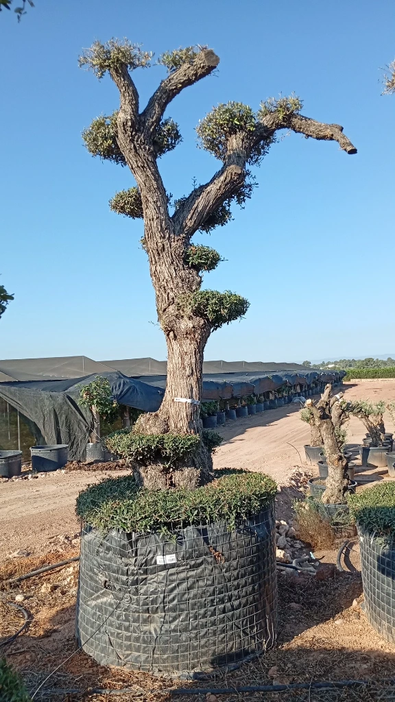 OPMAR03 - Olea Europaea Pompón Ejemplar Alto Malla Metálica