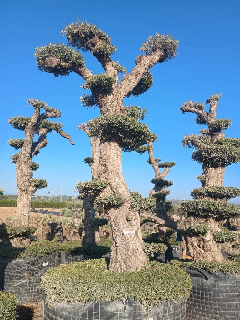 OPMAR03 - Olea Europaea Pompón Ejemplar Alto Malla Metálica