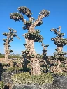 OPMAR03 - Olea Europaea Pompón Ejemplar Alto Malla Metálica