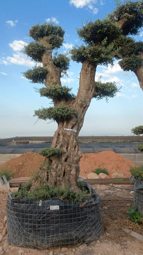 OPMAR03 - Olea Europaea Pompón Ejemplar Alto Malla Metálica