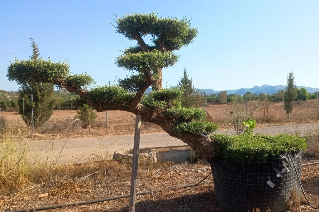 OPMR01T - Olea Europaea Pompón tumbado Ejemplar Malla Metálica
