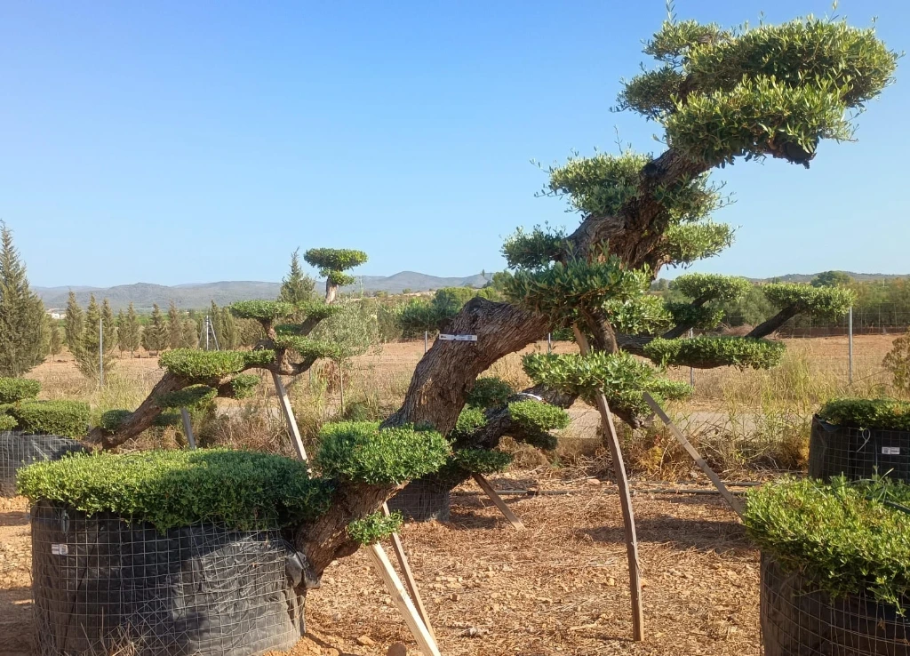 OPMR01T - Olea Europaea Pompón tumbado Ejemplar Malla Metálica