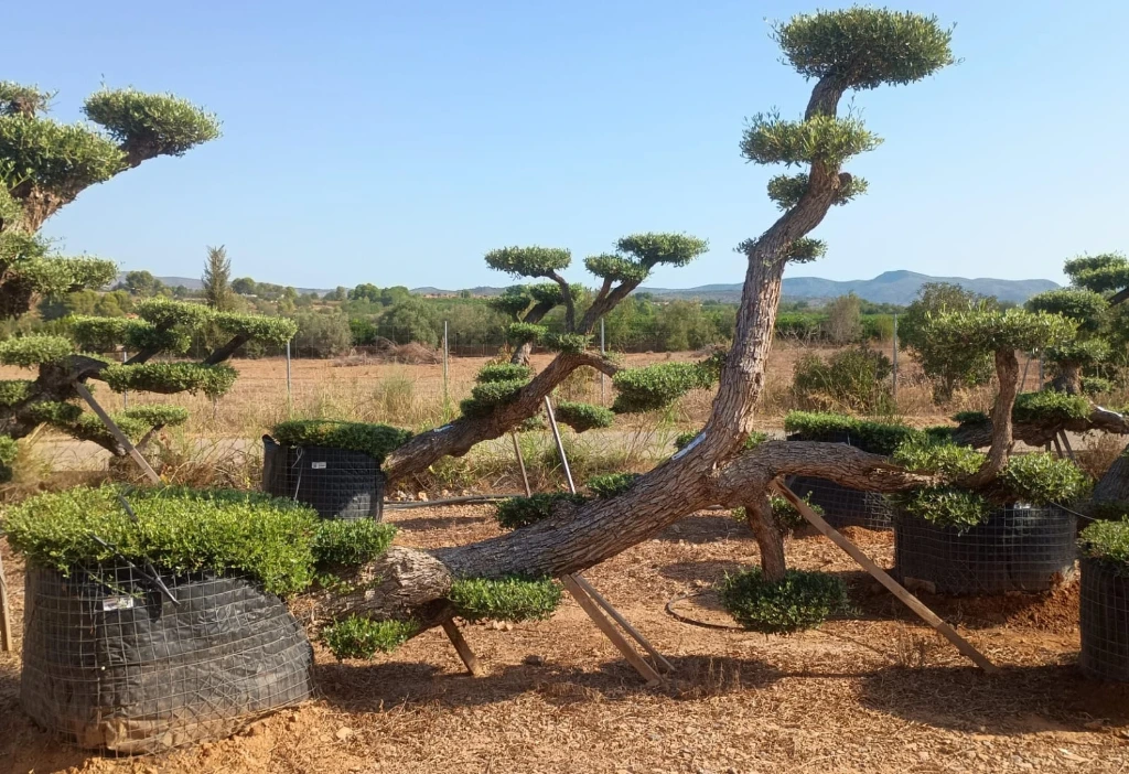 OPMR01T - Olea Europaea Pompón tumbado Ejemplar Malla Metálica