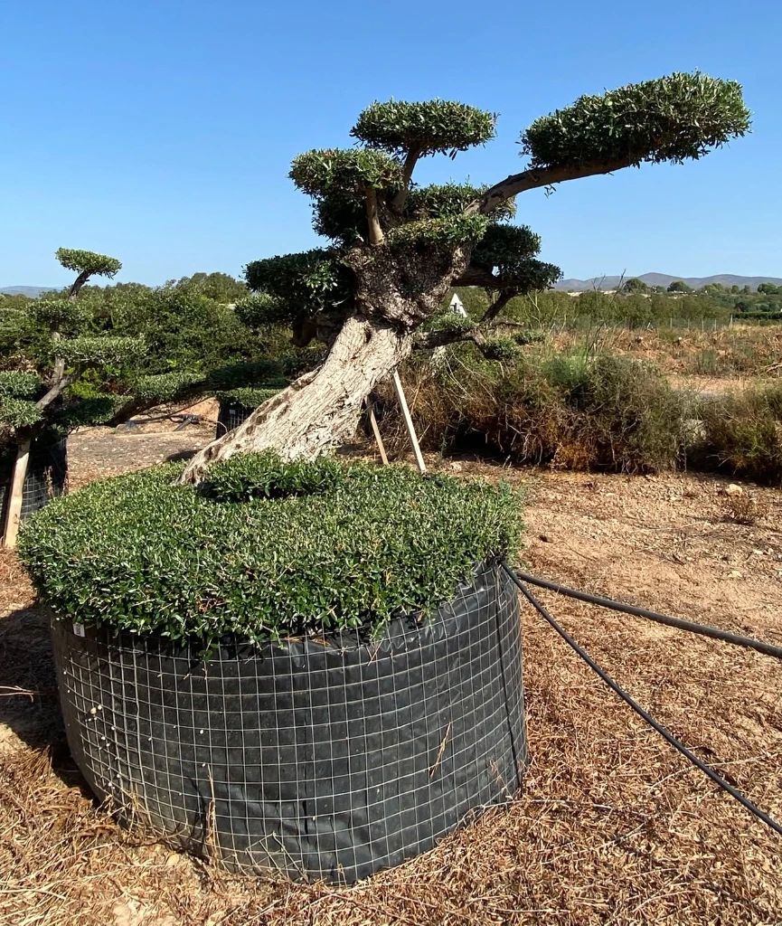 OPMR01T - Olea Europaea Pompón tumbado Ejemplar Malla Metálica