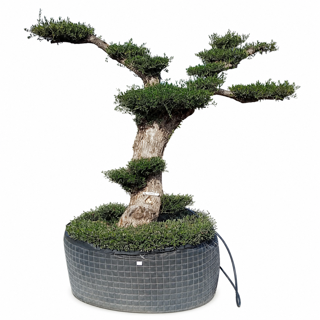 OPMR01T - Olea Europaea Pompón tumbado Ejemplar Malla Metálica