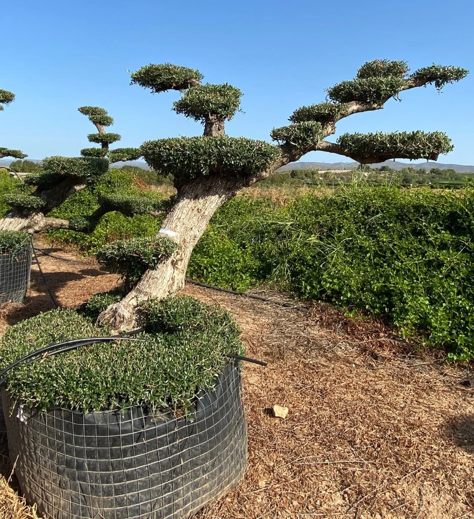 OPMR01T - Olea Europaea Pompón tumbado Ejemplar Malla Metálica