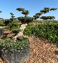 OPMR01T - Olea Europaea Pompón tumbado Ejemplar Malla Metálica
