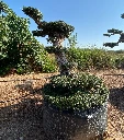 OPMR01T - Olea Europaea Pompón tumbado Ejemplar Malla Metálica