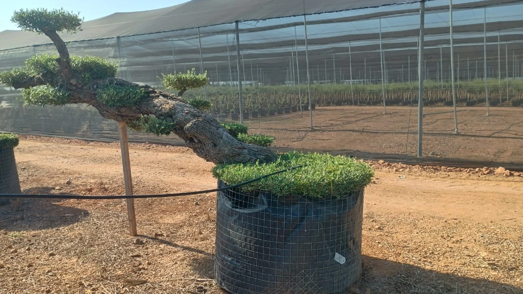 OPMR02T - Olea Europaea Pompón tumbado Ejemplar Malla Metálica