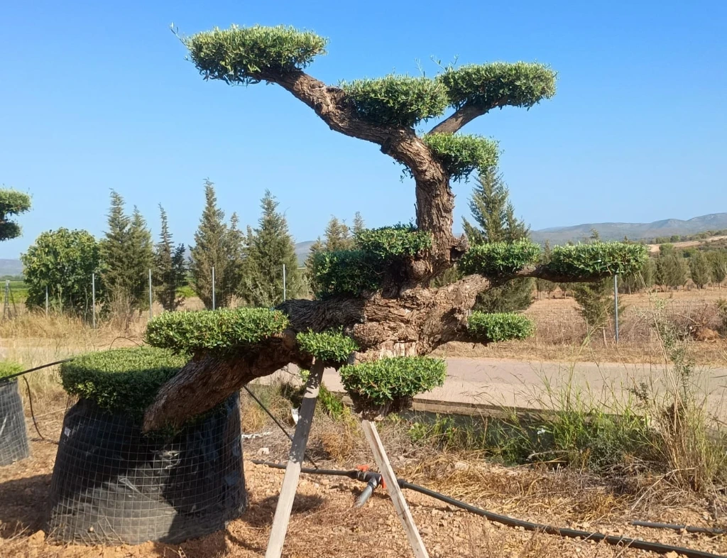 OPMR02T - Olea Europaea Pompón tumbado Ejemplar Malla Metálica